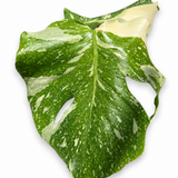 Monstera Thai Constellation
