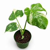 Monstera Thai Constellation