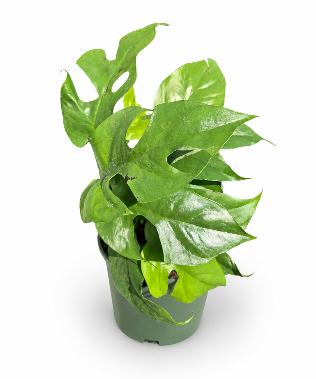 Rhaphidiphora 'Mini Monstera'