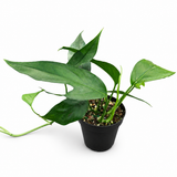 Pothos Baltic Blue