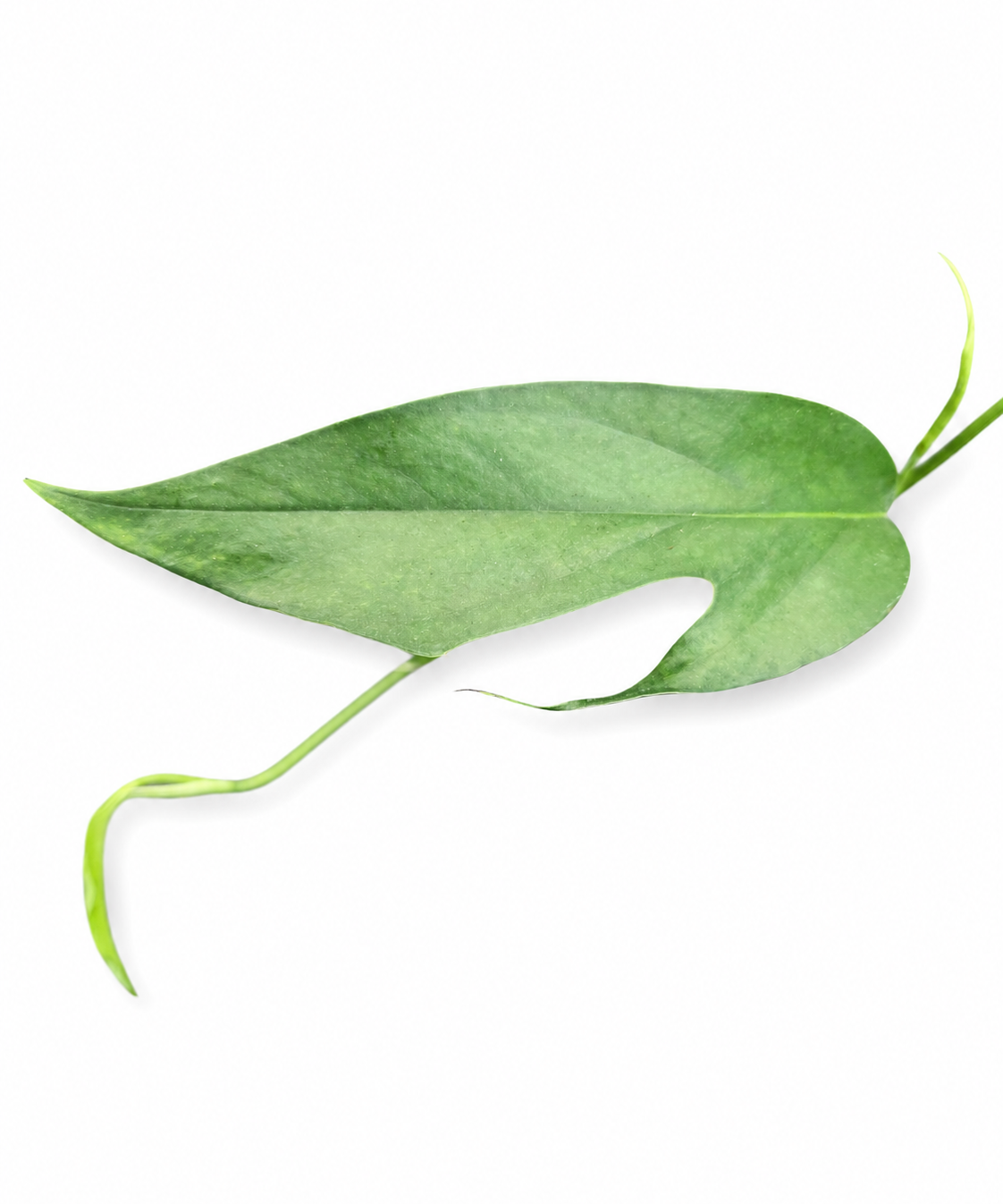 Pothos Baltic Blue