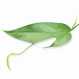 Pothos Baltic Blue