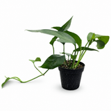 Pothos Baltic Blue
