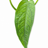 Cebu Blue Pothos