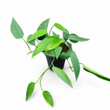 Cebu Blue Pothos
