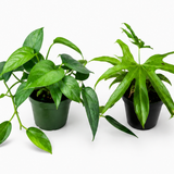 Growers Pick 2 Pack Subscription
