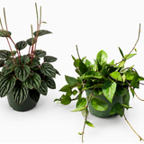 Growers Pick 2 Pack Subscription