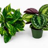 Growers Pick 2 Pack Subscription