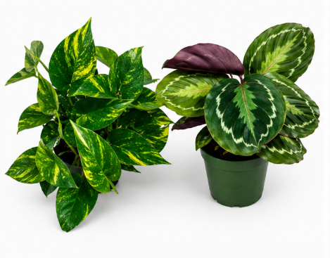 Growers Pick 2 Pack Subscription