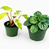 Growers Pick 2 Pack Subscription
