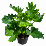 Philodendron Hope