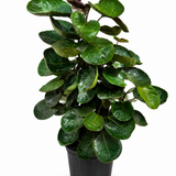 Aralia Fabian Stump