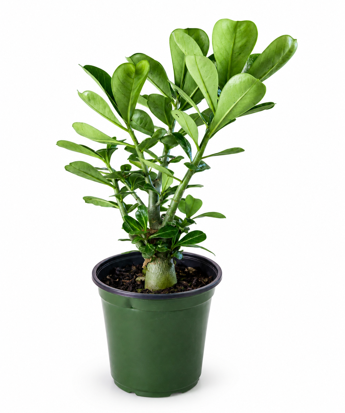 Adenium Desert Rose