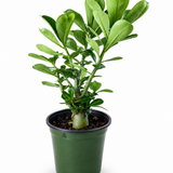 Adenium Desert Rose