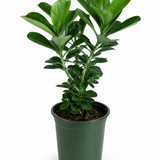 Adenium Desert Rose