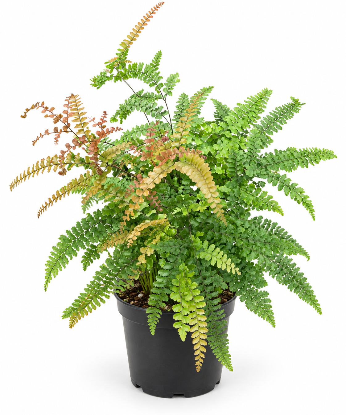 Adiantum Rosy Maidenhair