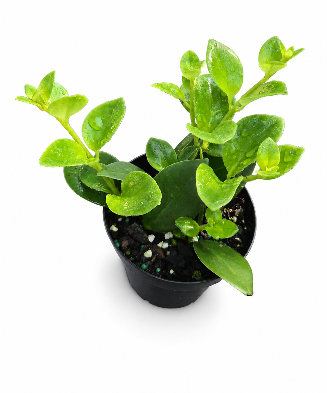 Aeschynanthus Mona Lisa  "Lipstick Plant"