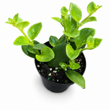 Aeschynanthus Mona Lisa  "Lipstick Plant"
