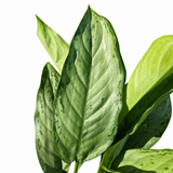 Aglaonema ‘B.J. Freeman’