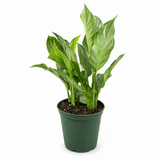 Aglaonema ‘B.J. Freeman’