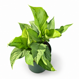 Aglaonema ‘B.J. Freeman’