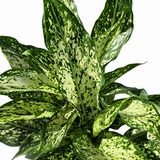 Aglaonema Spring Snow