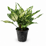 Aglaonema Spring Snow
