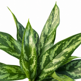Aglaonema Mary Ann