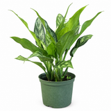 Aglaonema Mary Ann