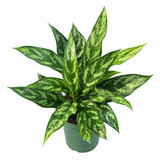 Aglaonema Mary Ann