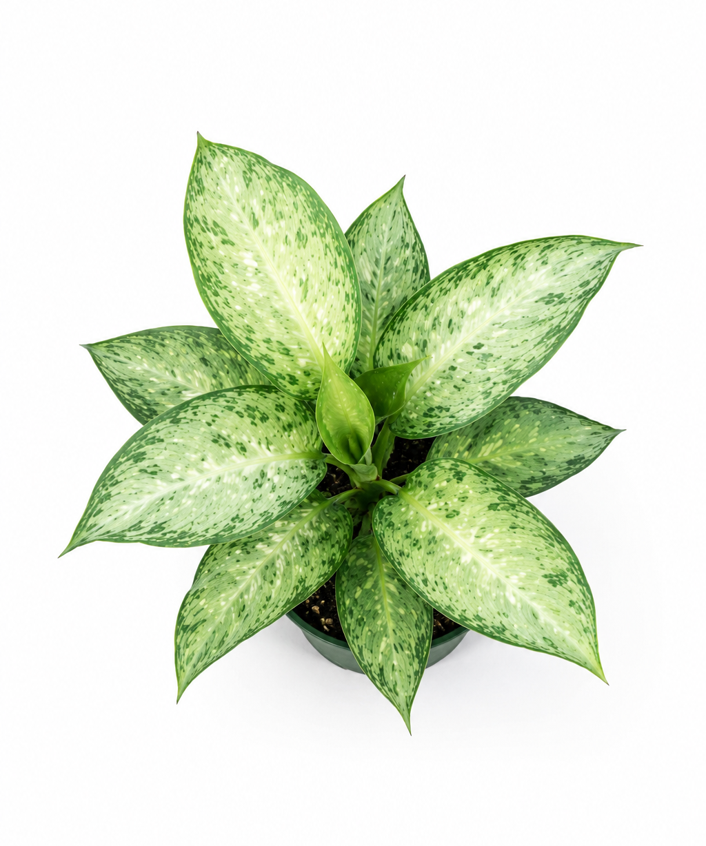 Aglaonema ‘Silver Bay’ – Chinese Evergreen