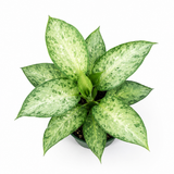Aglaonema ‘Silver Bay’ – Chinese Evergreen