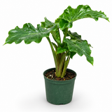 Alocasia Lowrider