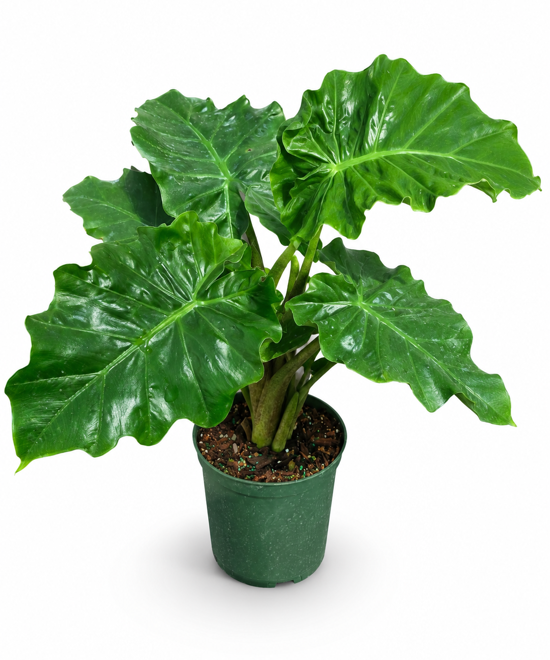 Alocasia Lowrider