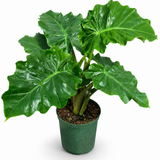 Alocasia Lowrider