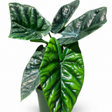 Alocasia Quilted Dream