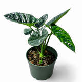 Alocasia Quilted Dream