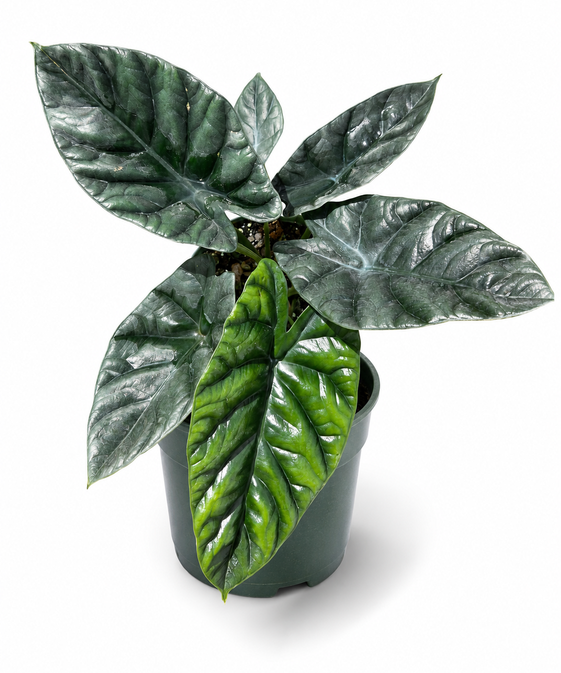 Alocasia Quilted Dream