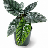 Alocasia Quilted Dream