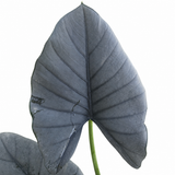 Alocasia Regal Shields