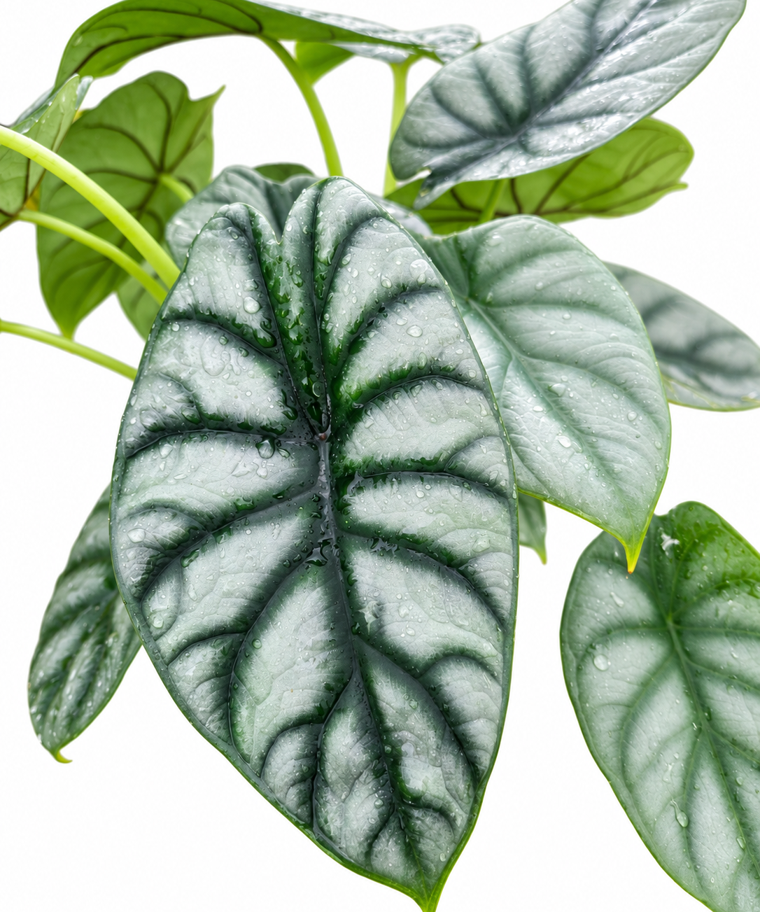 Alocasia Silver Dragon – Alocasia baginda