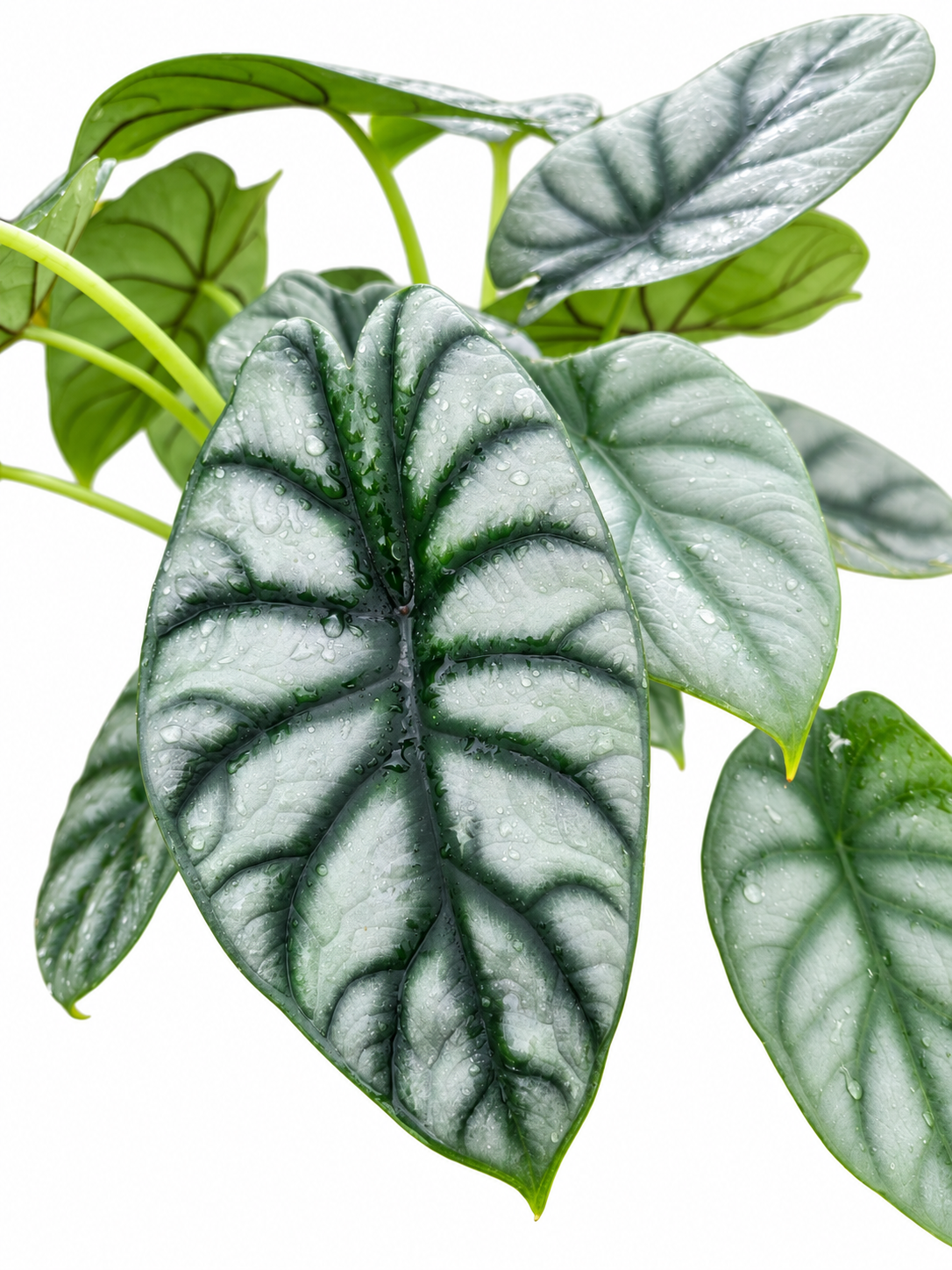 Slide image