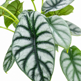Alocasia Silver Dragon – Alocasia baginda
