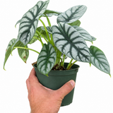 Alocasia Silver Dragon – Alocasia baginda