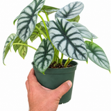 Alocasia Silver Dragon – Alocasia baginda