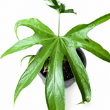Anthurium Fingers