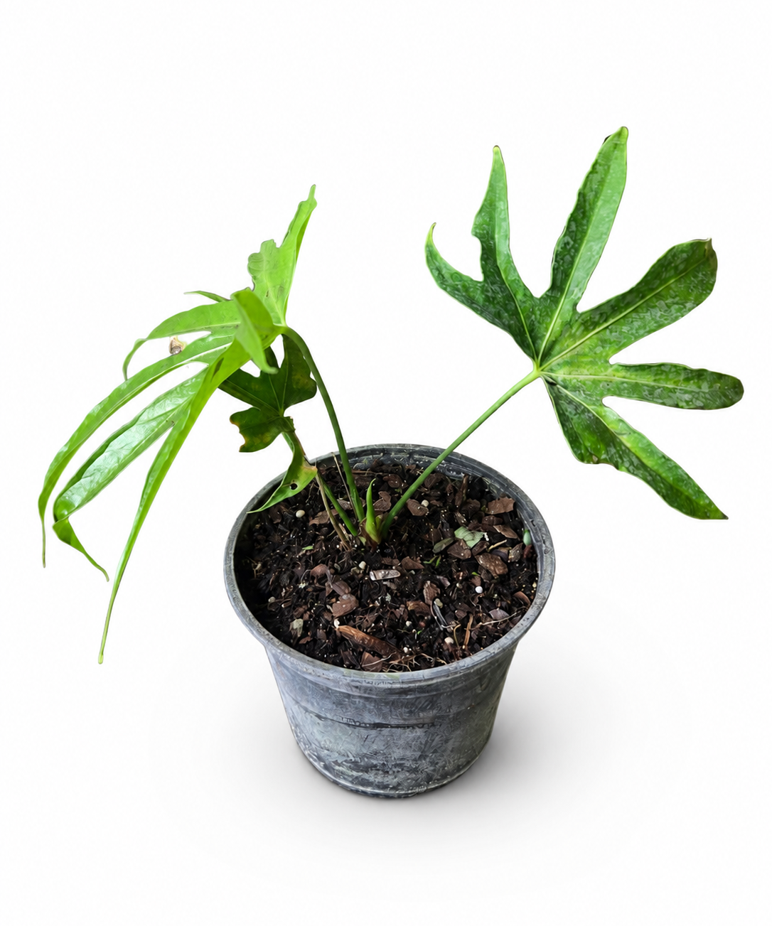 Anthurium Fingers