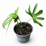 Anthurium Fingers