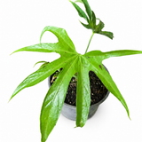 Anthurium Fingers