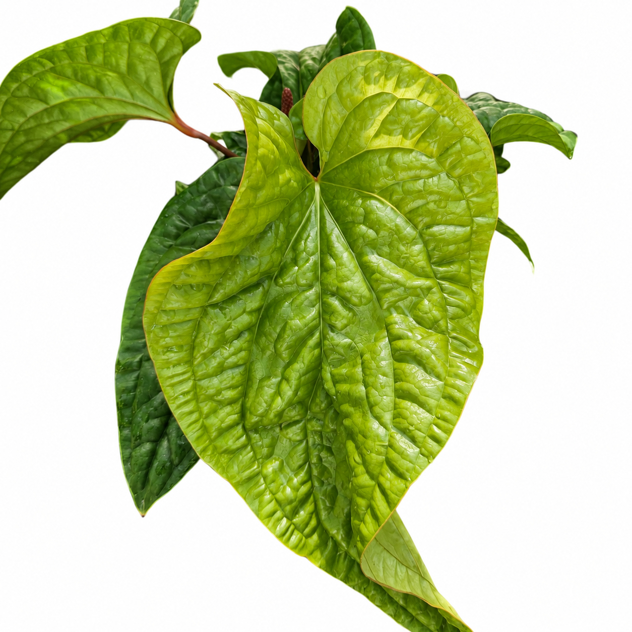 Anthurium Luxurians X Radicans